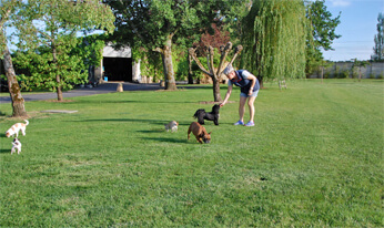 Parc et espace de la pension POUR CHIEN