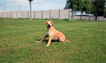 Pension pour chiens